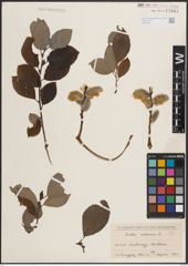 Foto von Salix caprea L.
